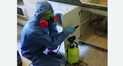 Уничтожение муравьев в квартире. Токсово