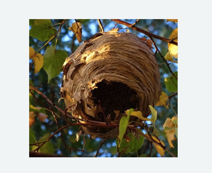 Обработка от шершней в Токсово