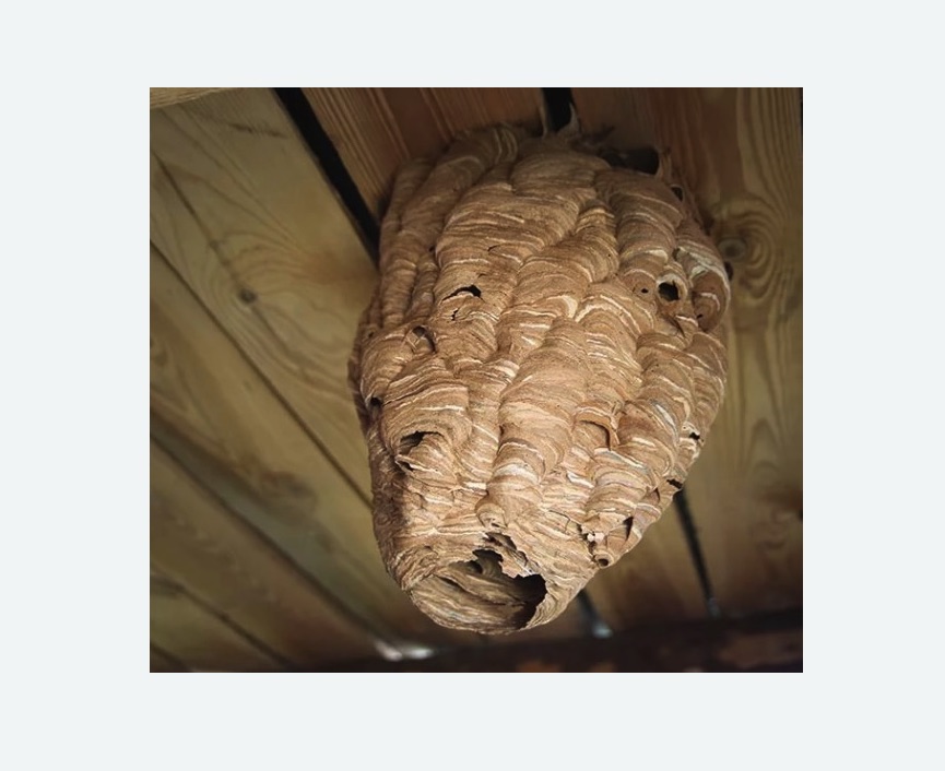 обработка от шершней в Токсово