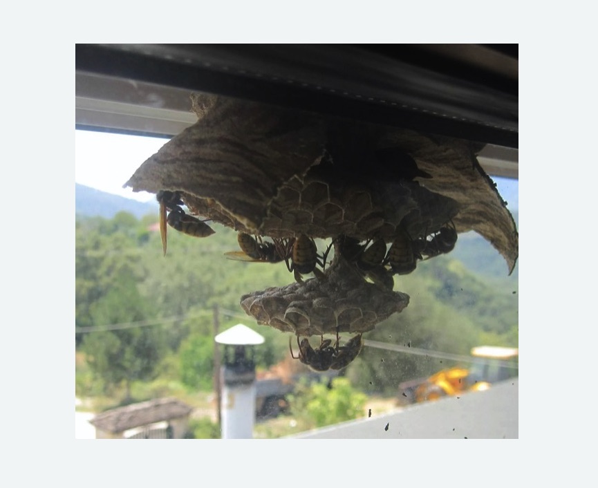 Уничтожение гнёзд шершней в Токсово