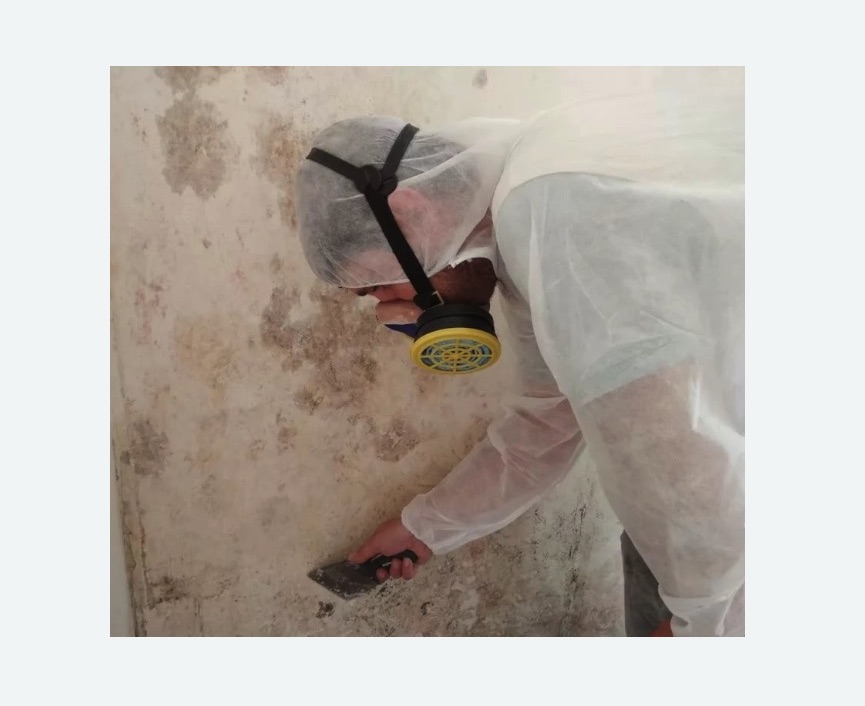 Обработка стен от плесени в Токсово