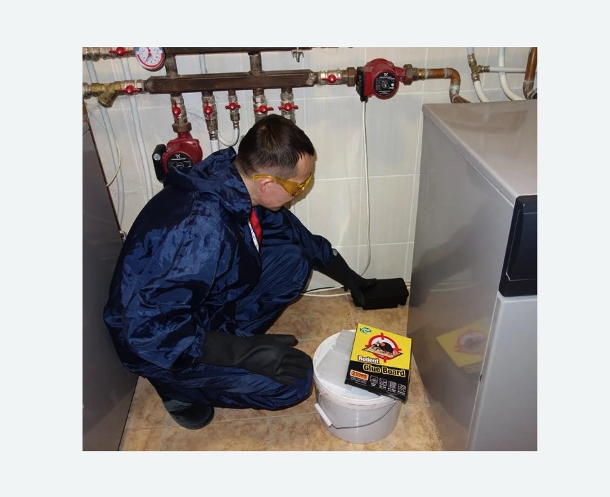 Уничтожение крыс в Токсово