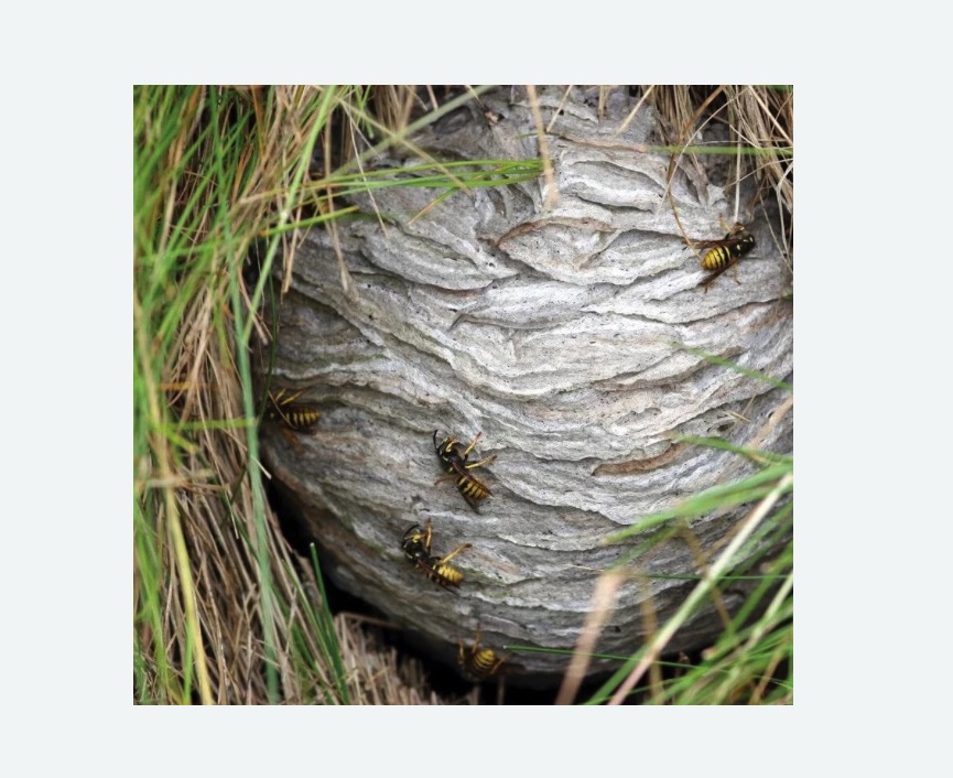 Уничтожение ос и ульев в Токсово